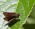 HESPERIIDAE, (Hesperiinae)